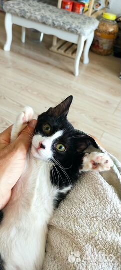 Котёнок ручной девочка