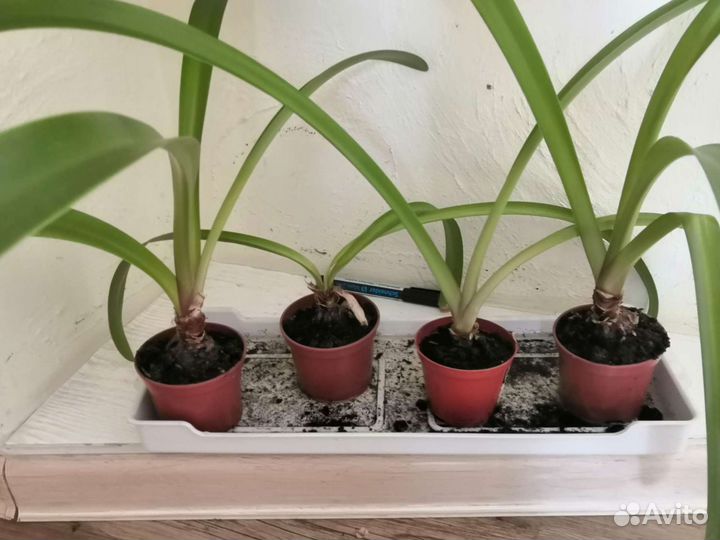 Гиппеаструм (Амариллис)