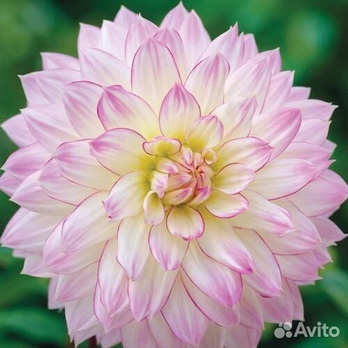 Георгин Крейзи Лав (корне клубни)