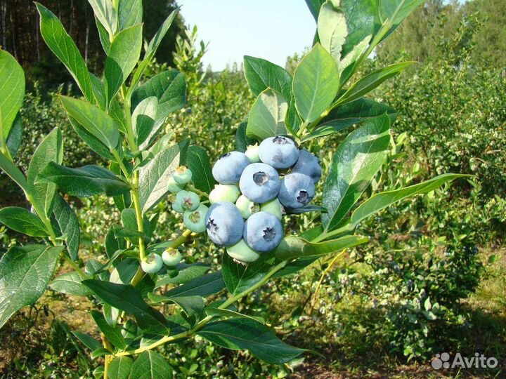 Голубика 5лет