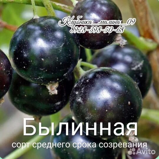 Саженцы черной смородины