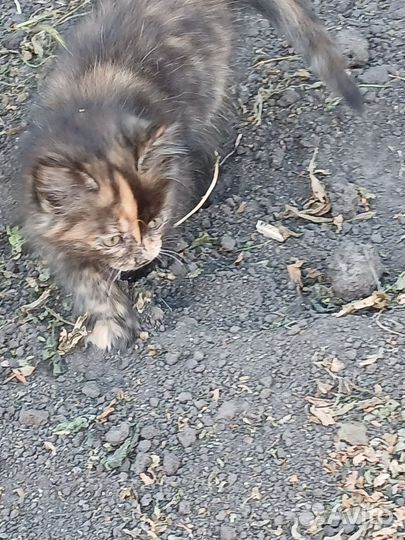 Котята в добрые руки 2 месяца