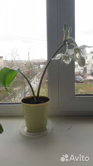 Амазонская лилия