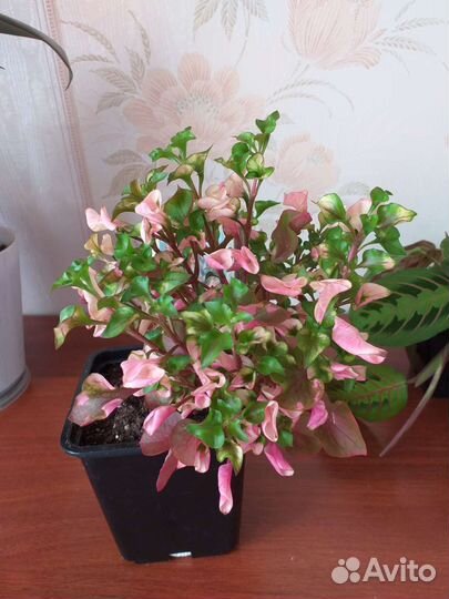 Комнатные растения