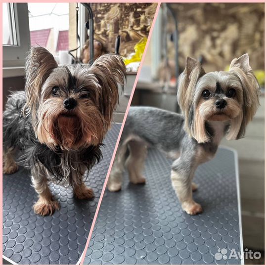 Услуги грумера