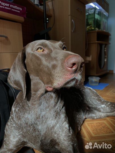 Щенки курцхаара