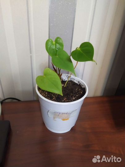 Комнатные цветы антуриум
