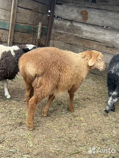 Овцы бараны