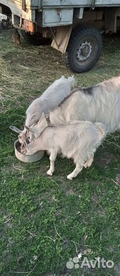 Продаётся козочка