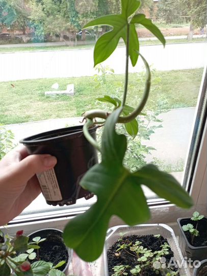 Филодендрон