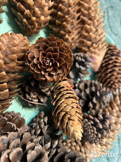 Шишки для поделок