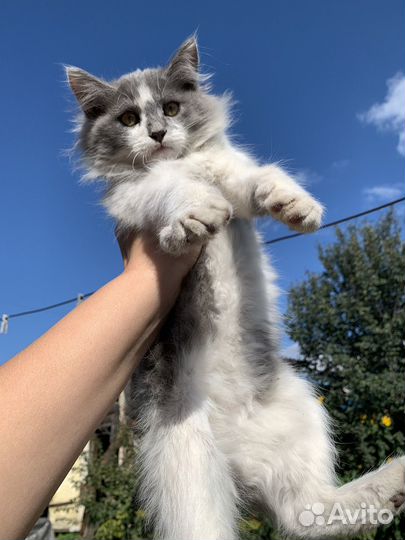 Котята