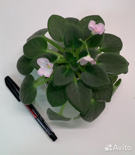 Сортовые фиалки мини, полумини, трейлер