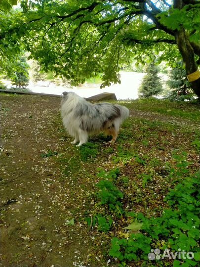 Кобель Шотландской овчарки/Колли для вязки