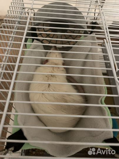 Отдам крысу с клеткой (подробности в описании)
