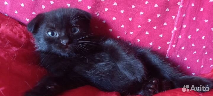 Вислоухие и британские