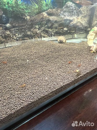 Аквариумные креветки