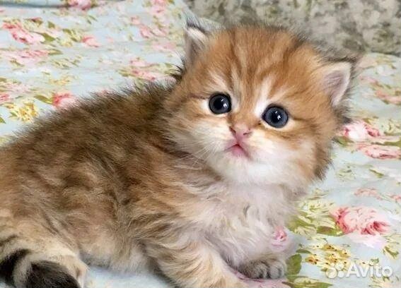 Шотландские котята