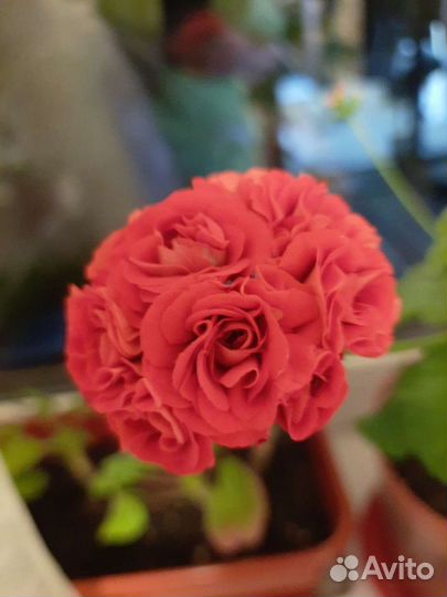 Пеларгония герань розебудная красная