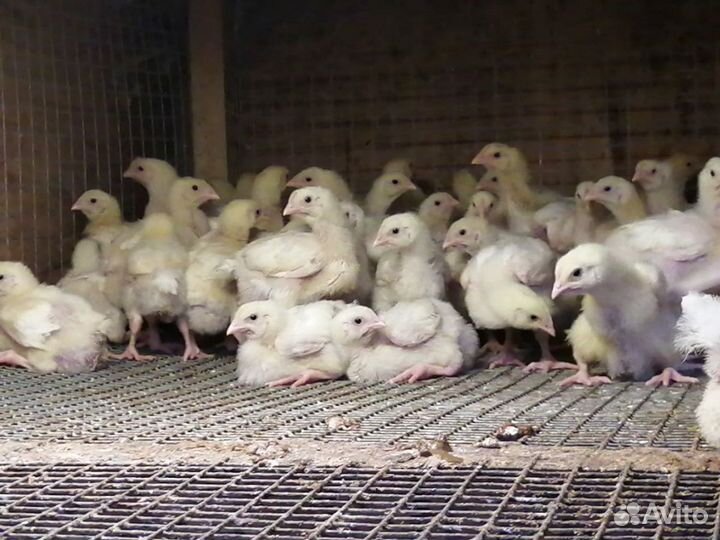 Бройлерные цыплята суточные опт и в розн
