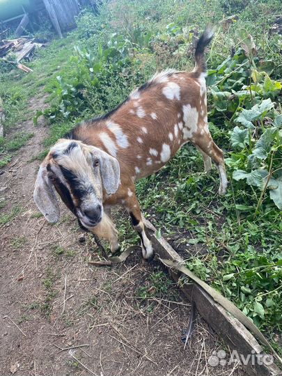 Козы и козлы