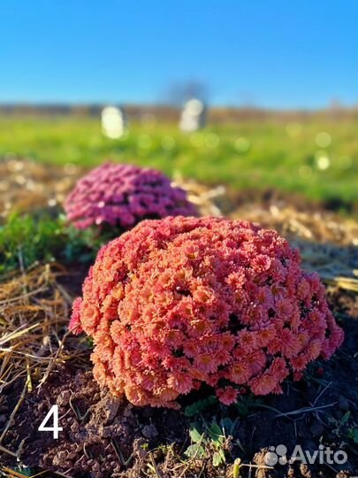 Хризантемы мультифлора черенки