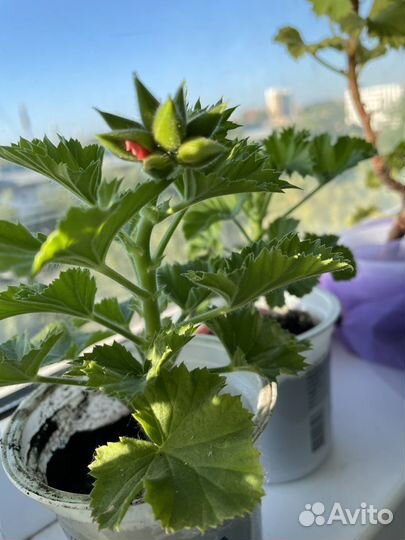 Королевская пеларгония