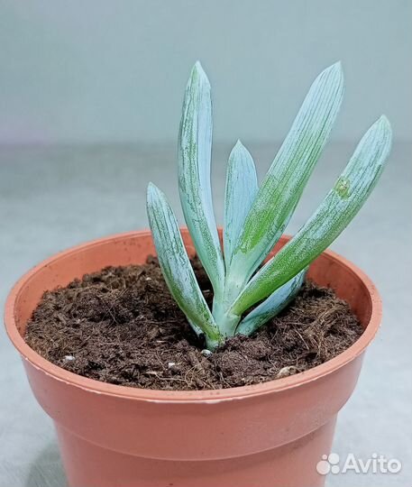 Крестовник, суккулент