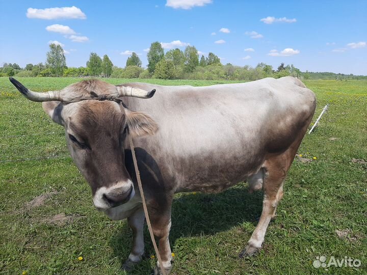 Корова дойная