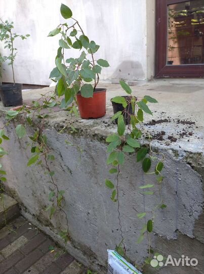 Актинидия аргута (мини киви)