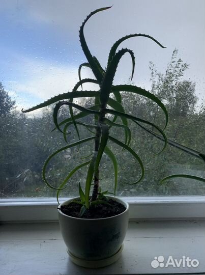 Алоэ с горшком
