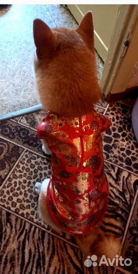 Жилетка для животных