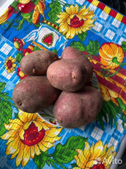 Морковь, лук, картофель, свекла