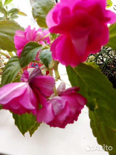 Бальзамин махровый