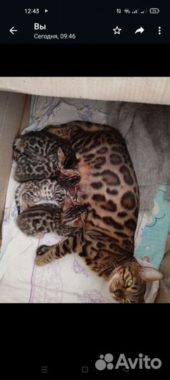 Бенгальская