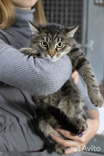 Молодой котик