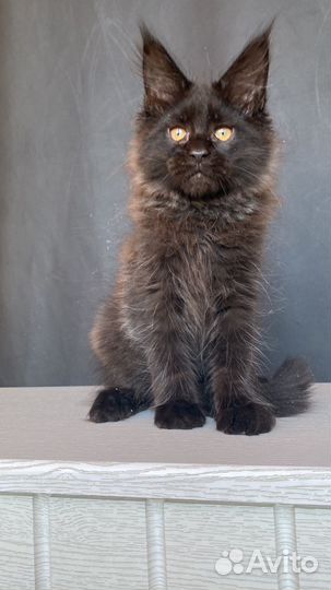 Котята мейн-кун