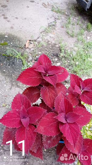 Колеусы вегитативные