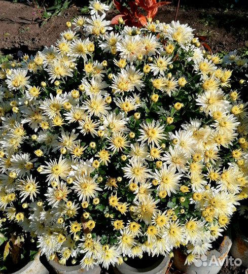 Хризантемы мультифлора