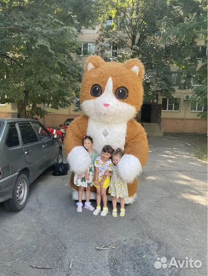 Белый, голубой мишка и кот поздравление