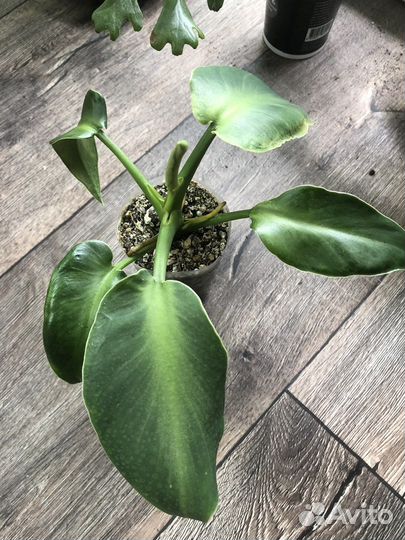 Эпипремнумы, филодендроны