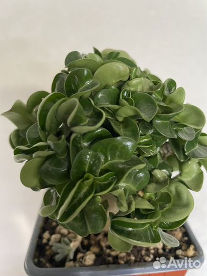 Адениум Барашек