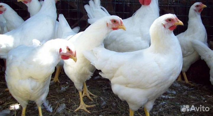 Куры Несушки