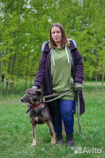 Собака в добрые руки отдам бесплатно