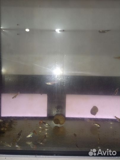 Аквариумные рыбки гуппи