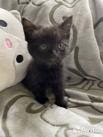 Крошка ищет дом