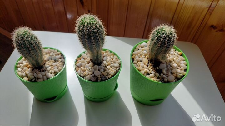 Кактус. Эхинопсис трубкоцветный