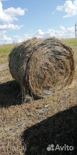 Продам луговое сено в рулонах