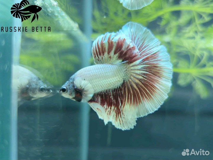 Петушок рыбка HM дракон