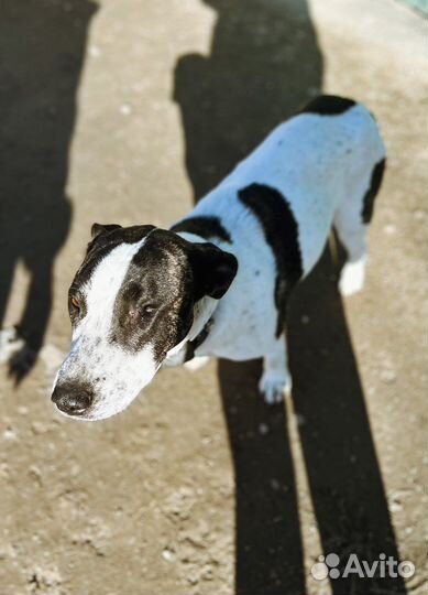 Метис стаффа